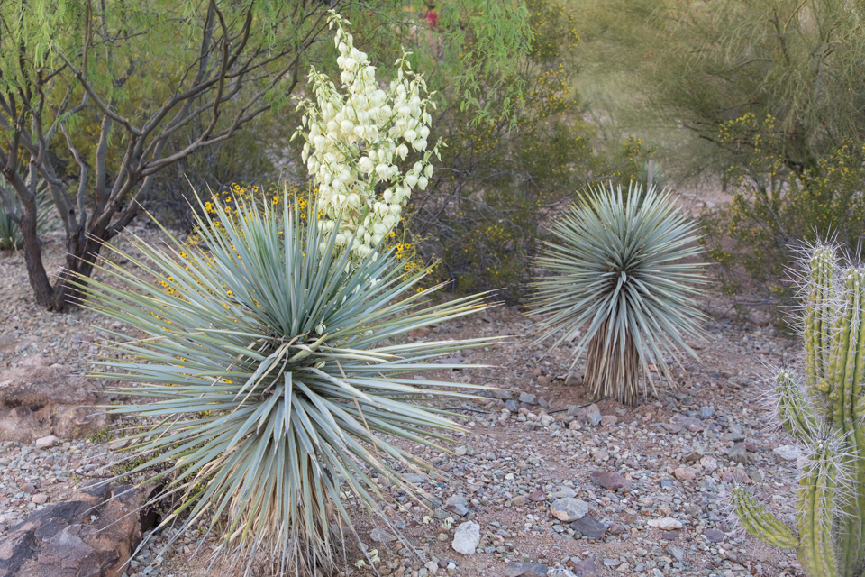 Yucca in Spring