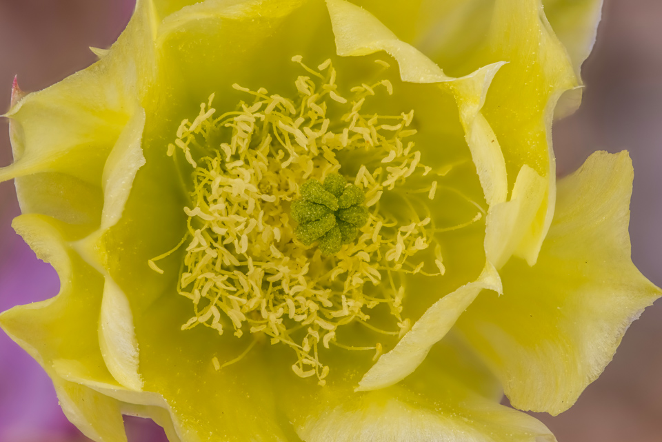 Yellow Yellow