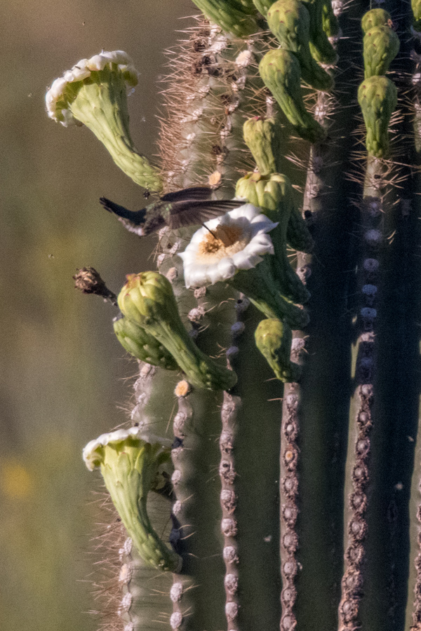 Flower Bigger than Bird