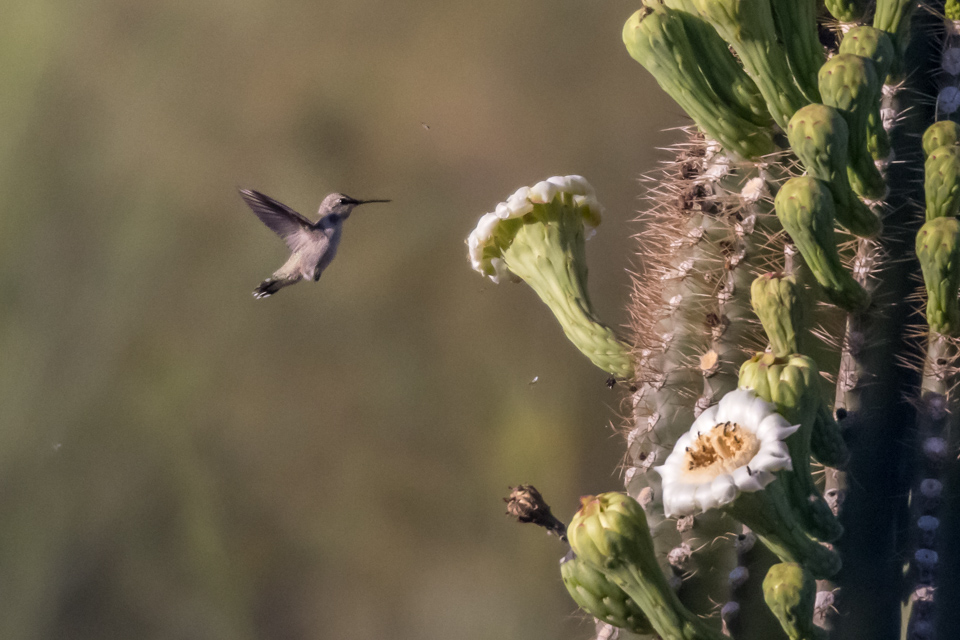Big Cactus Little Bird