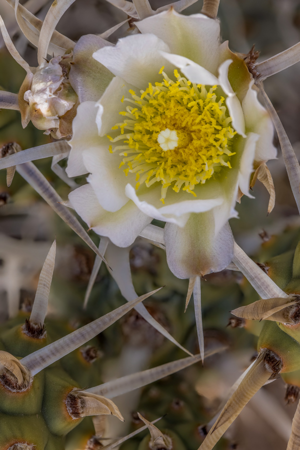 Paper Spine Flower