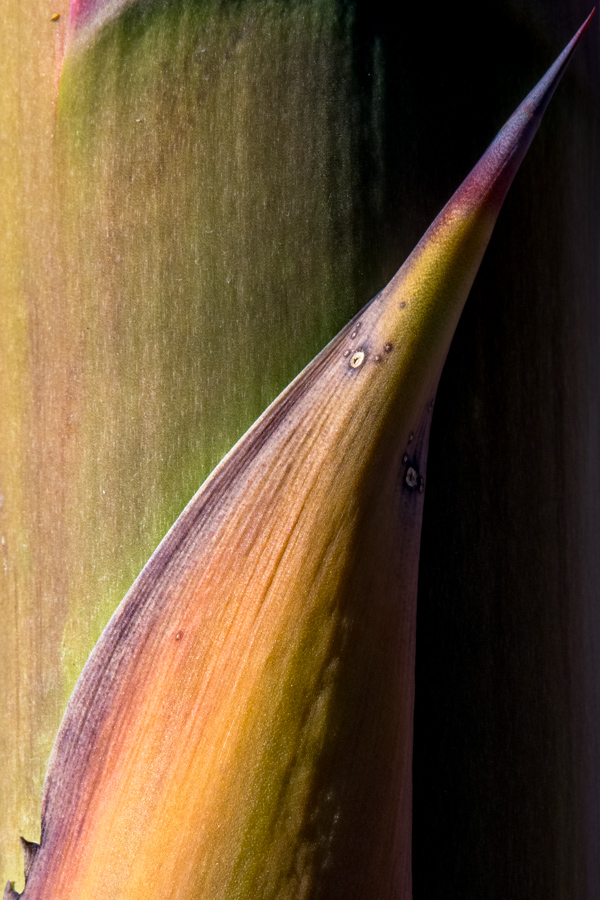 Agave Stalk