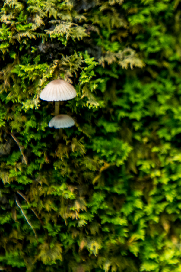In Moss
