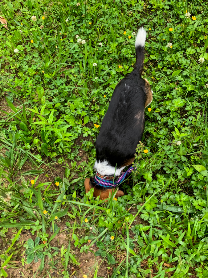 Culvert Pup