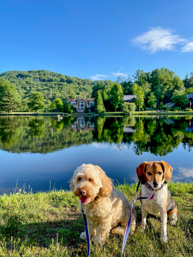 Harris Lake Pups