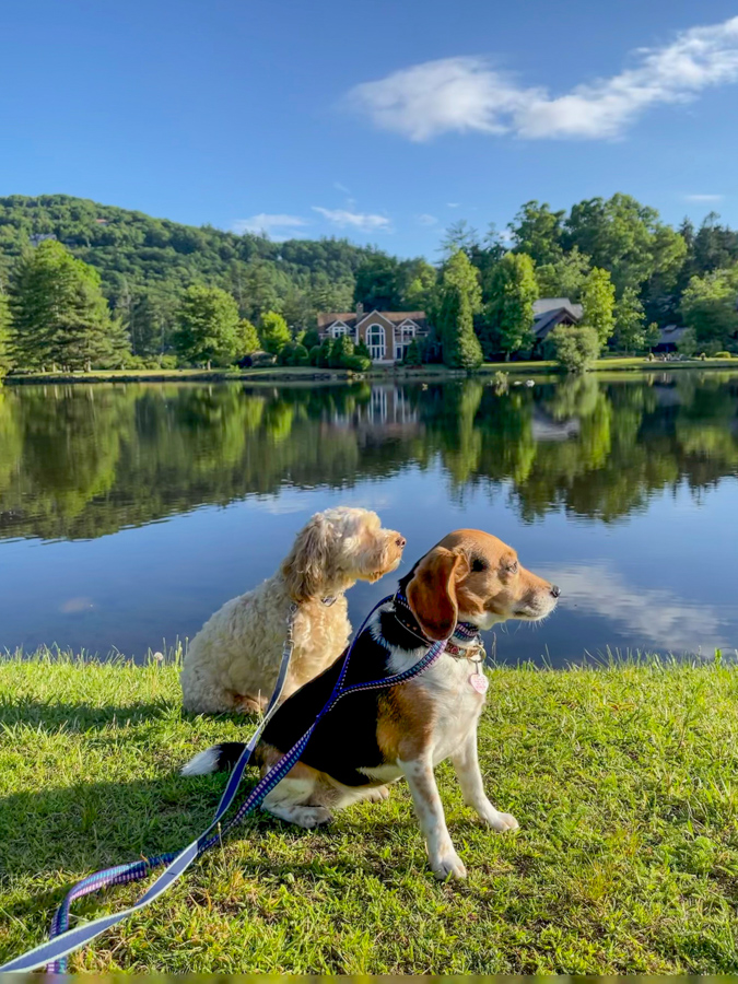 Pup Profiles