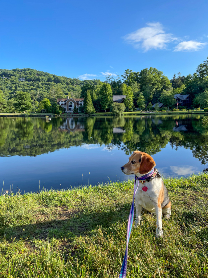 Riley at the Lake