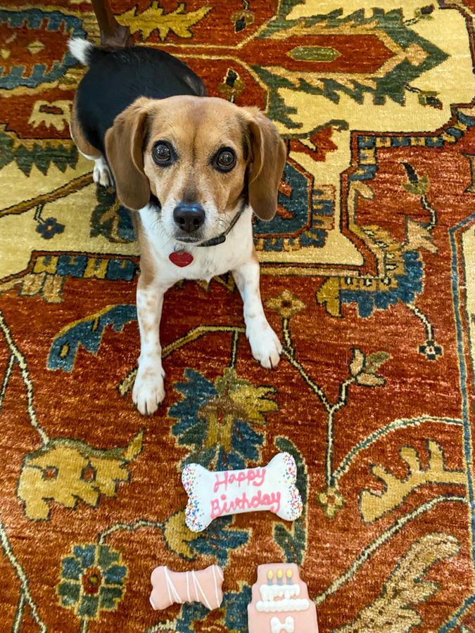 Pup Birthday