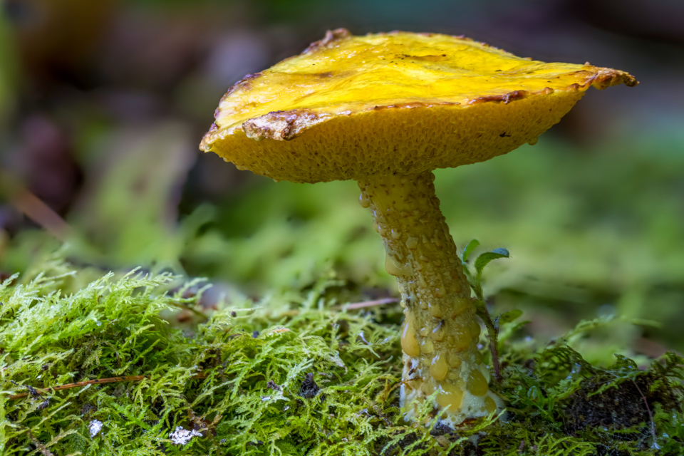 Yellow Umbrella