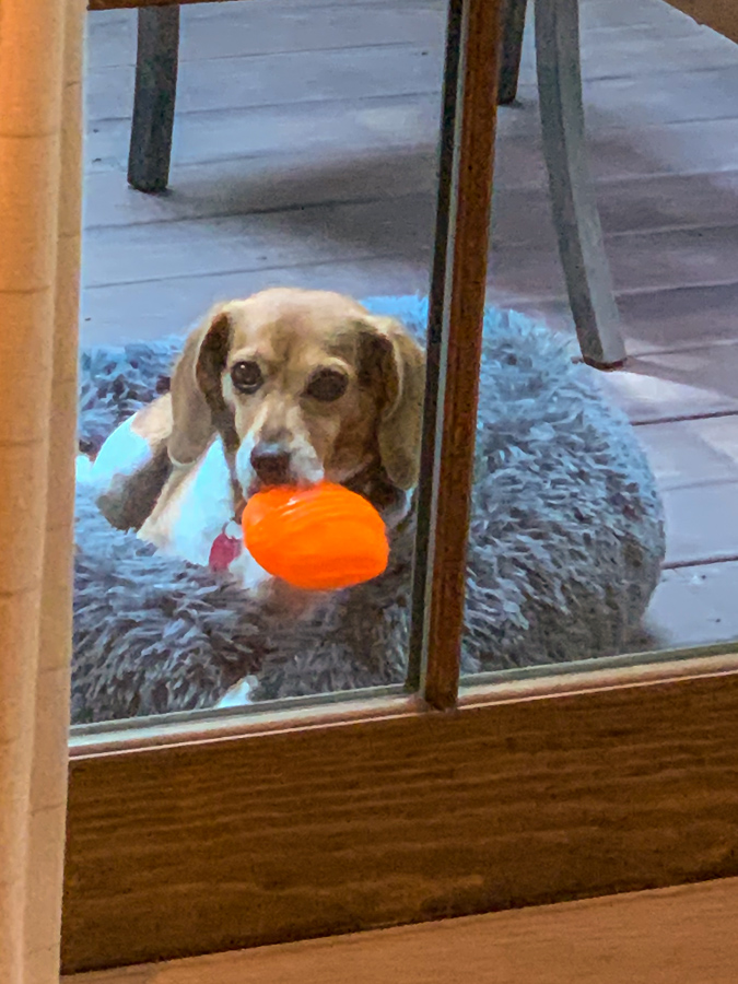 Treat Ball