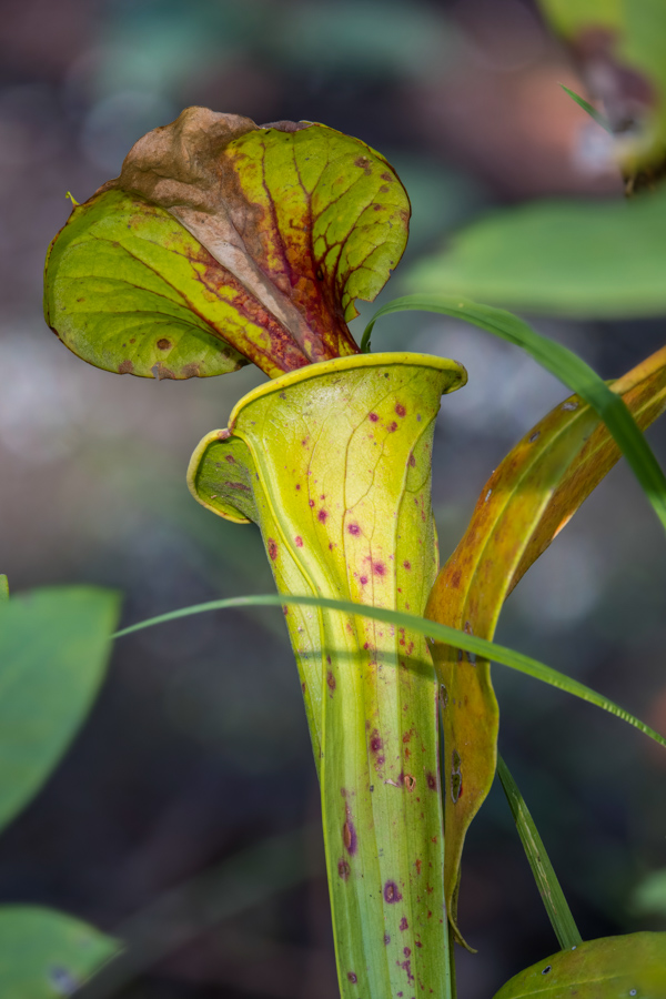 Yellow Pitcher Plant