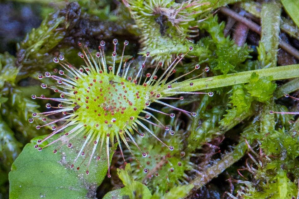 Round Leaved Sundew
