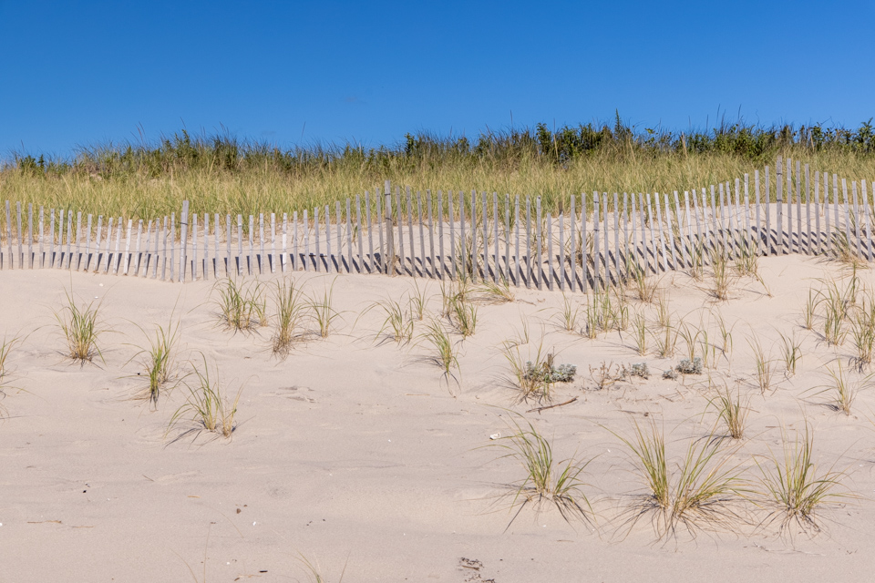 Sand Fence Grass