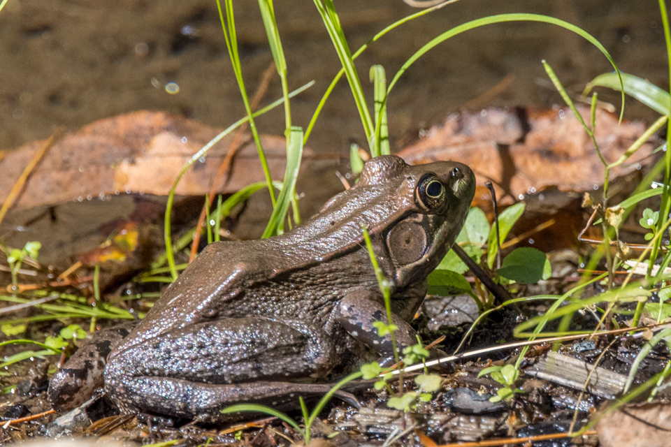 First Frog