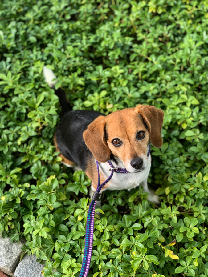 In the Ivy