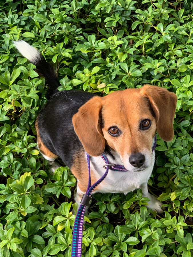 Cute Beagle