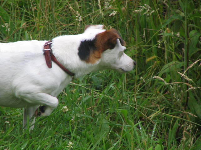 On the Hunt