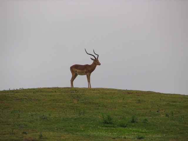 Impala on the Hill