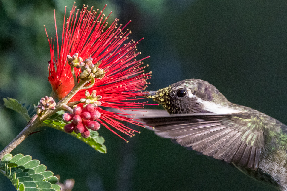 Covered in Pollen