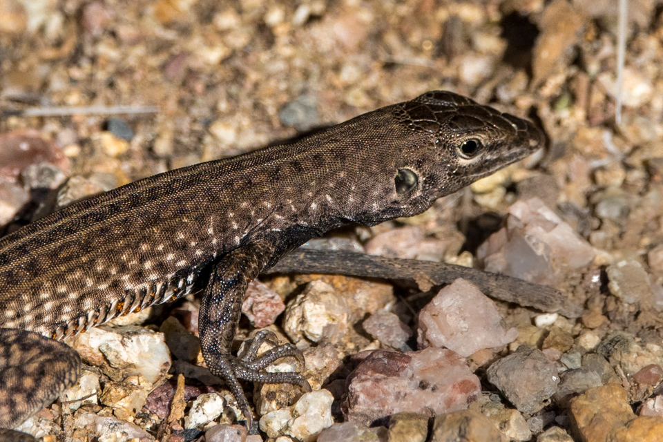 Little Lizard