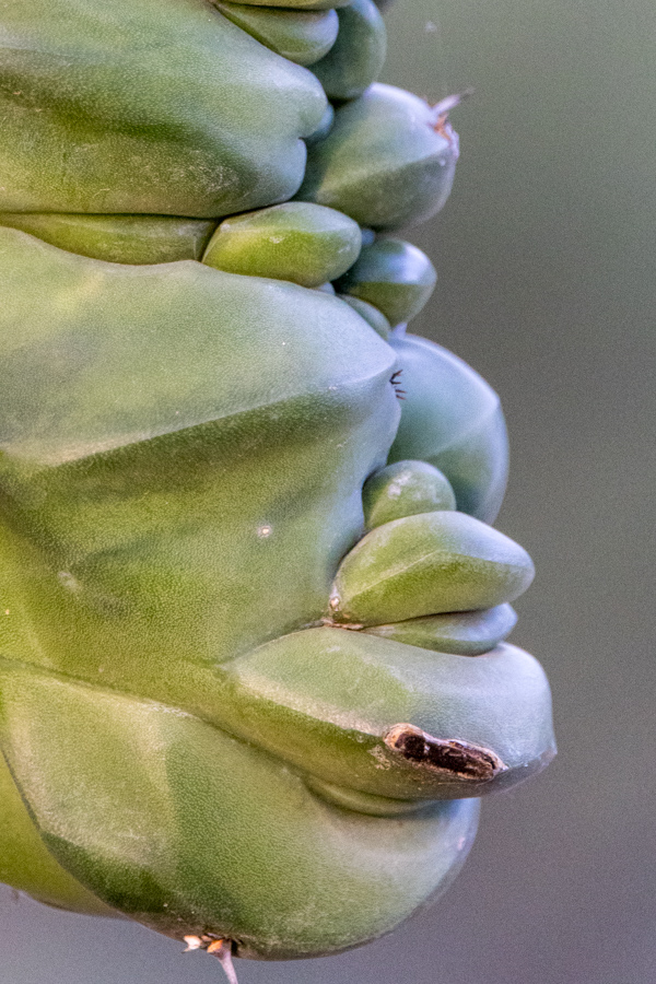 Odd Cactus Face