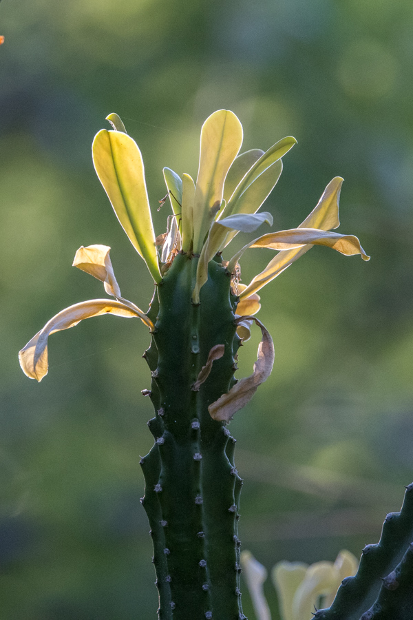 Cactus Leafs