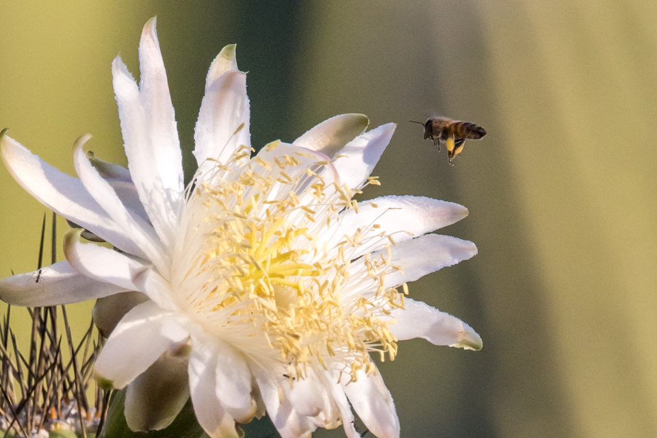 Little Bee Big Flower
