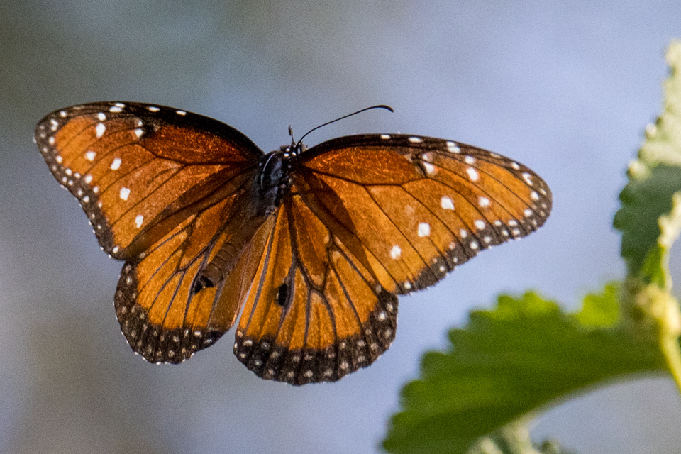 In Flight