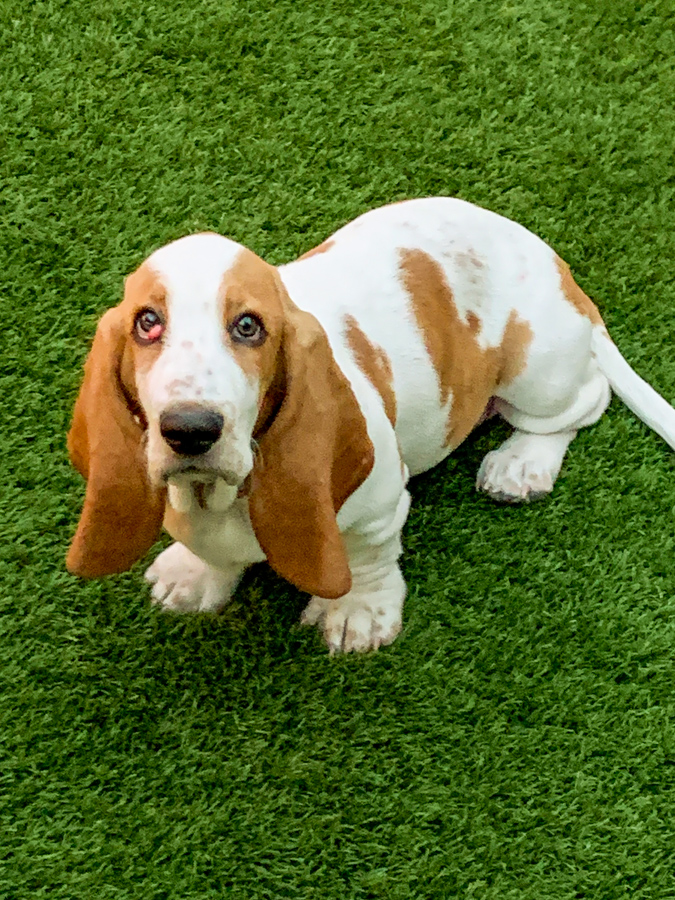 Daisy Pup
