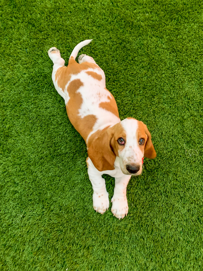 What a Cute Puppy
