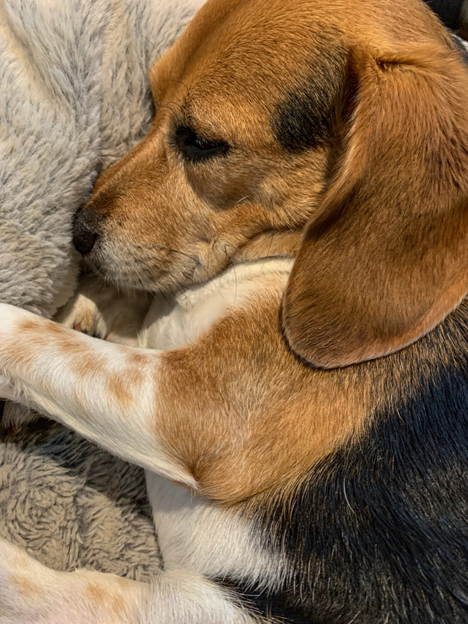Sleepy Beagle