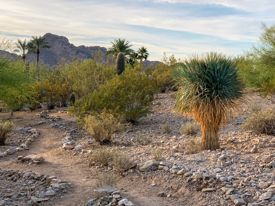 New Yucca