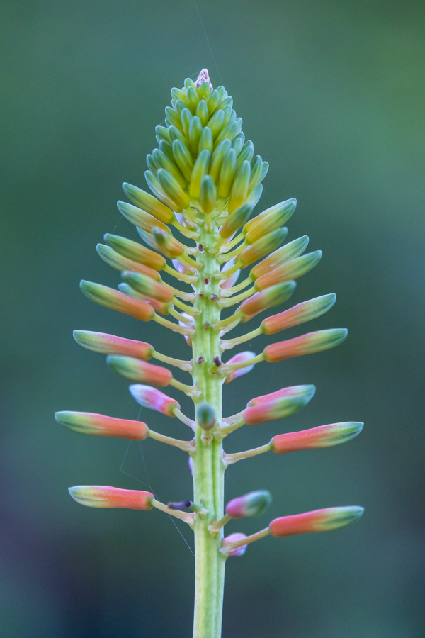 Aloe Stalk