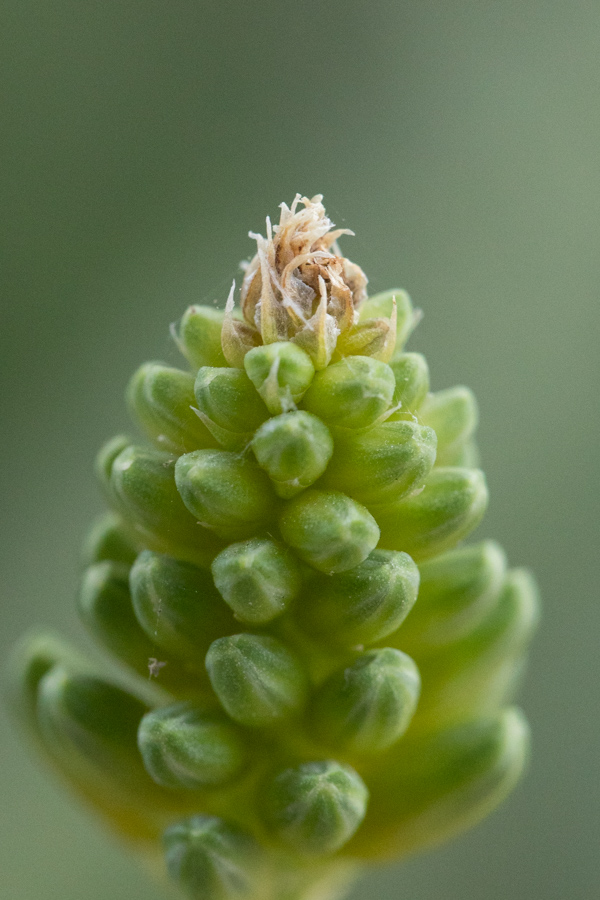 Young Bud