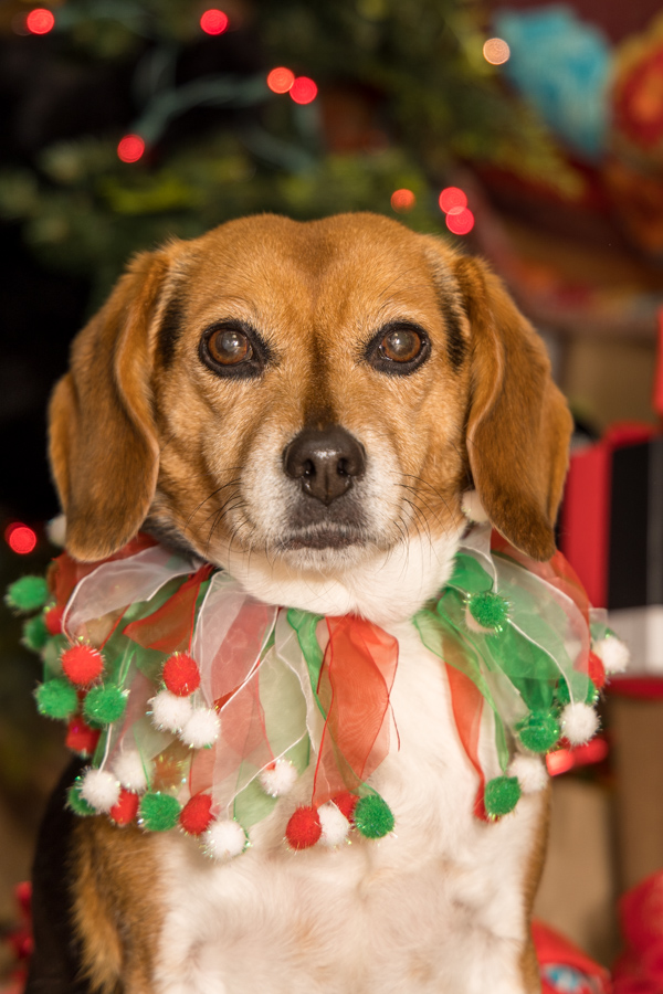 Christmas Beagle