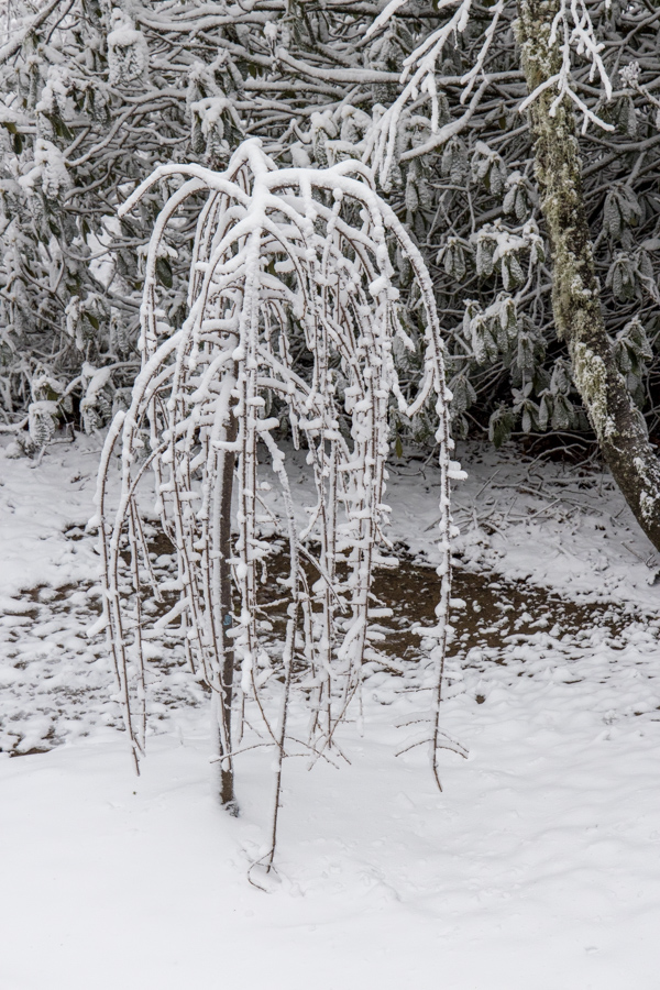 Frozen Cherry Tree