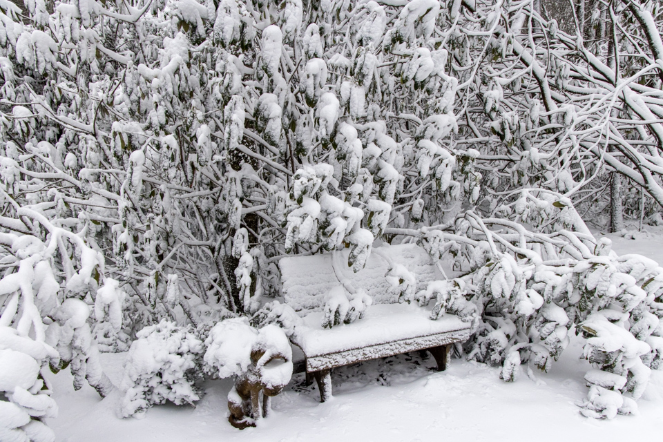 Backyard in Snow