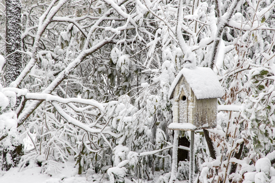 Birdhouse in Snow