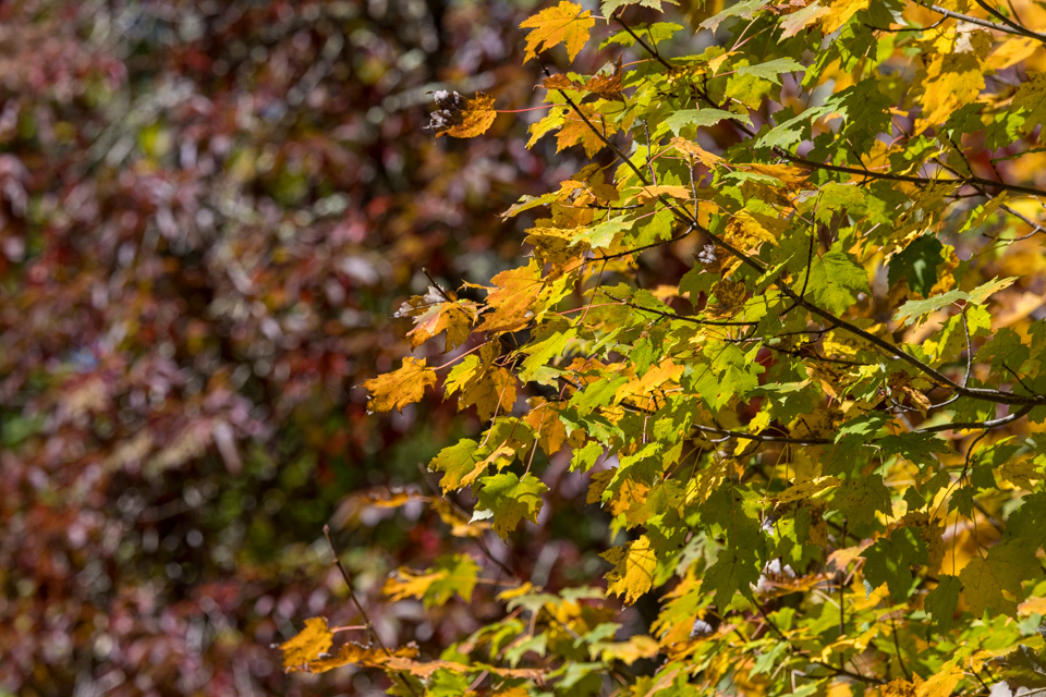 Autumn Colors