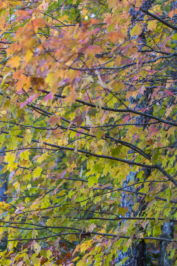 Leaves