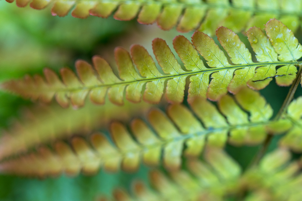 Fern in Autumn
