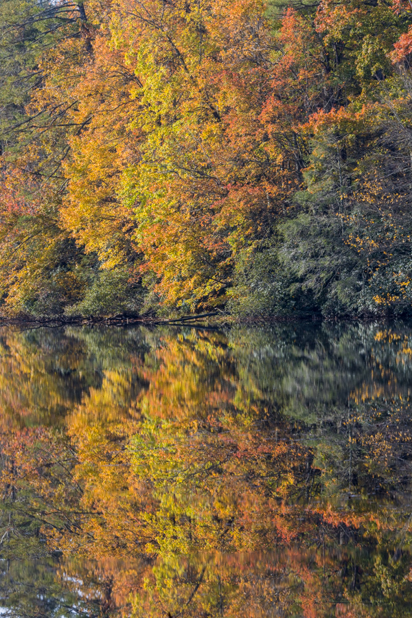 Lake Trees