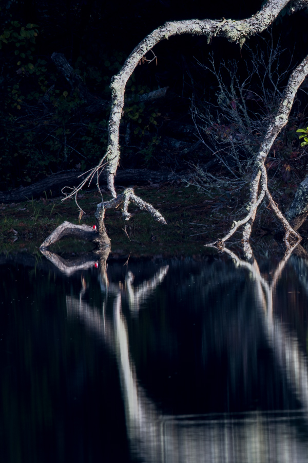 Reaching into the Lake
