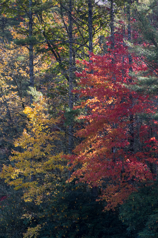 Colorful Trees