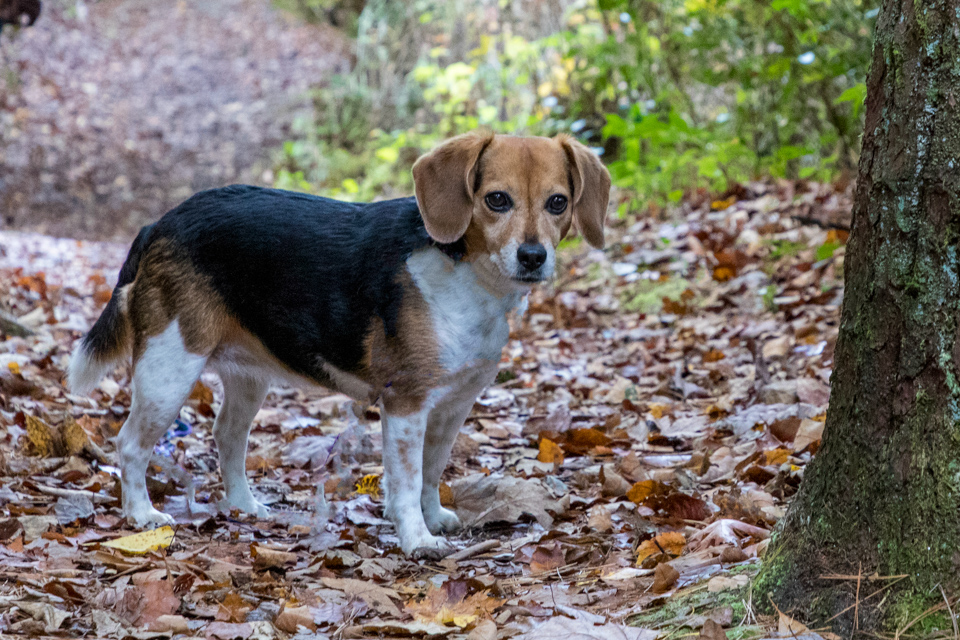 On the Trail