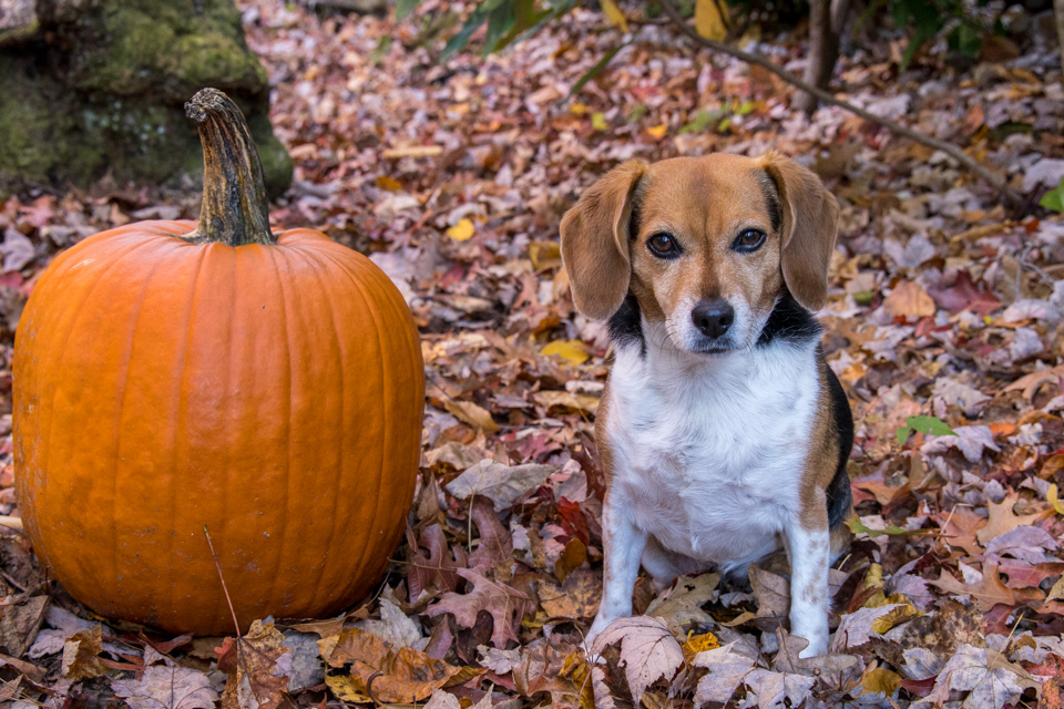 Two Pumpkins