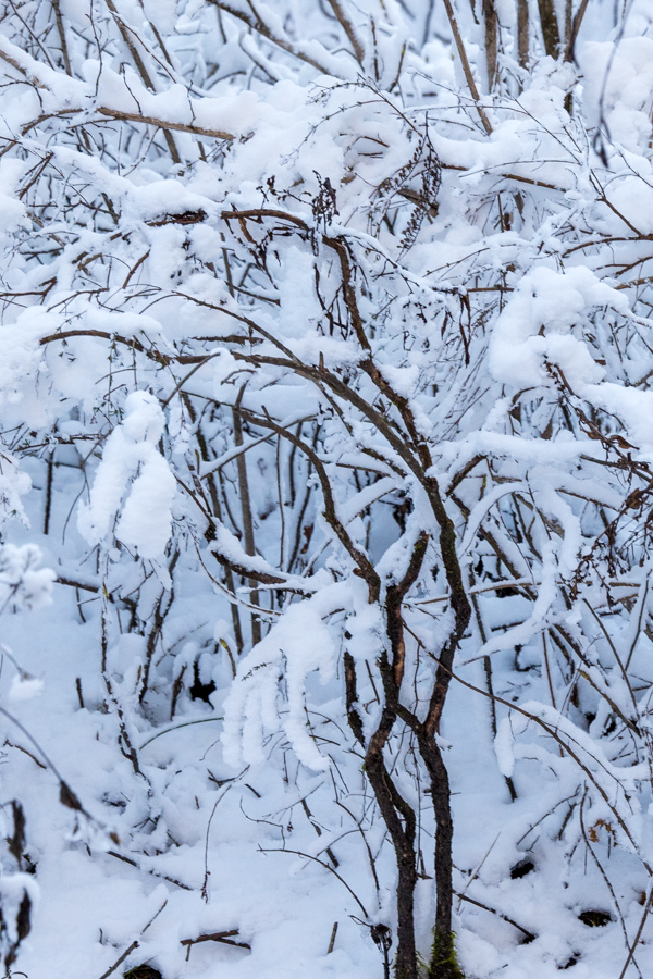 Snow Branches