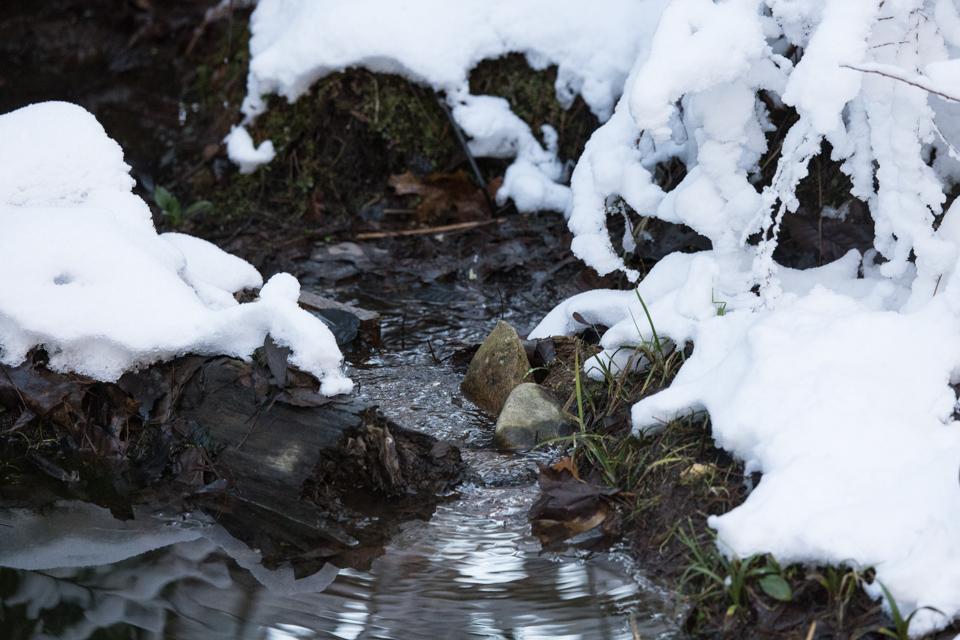 Pond Snow