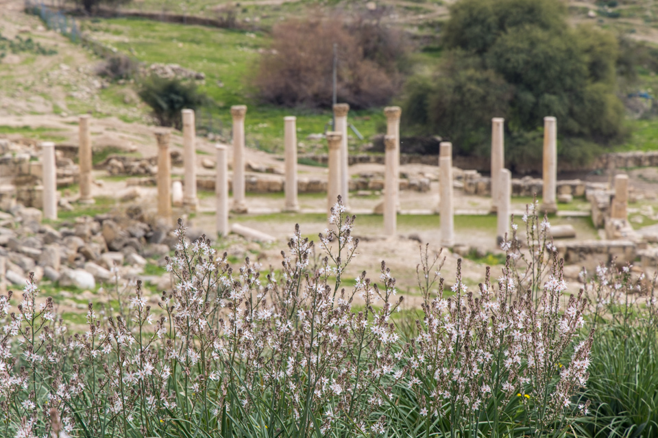 Wildflowers