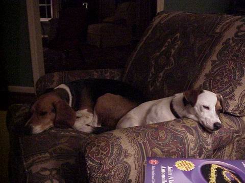 Sweetpea and Baileys Relaxing